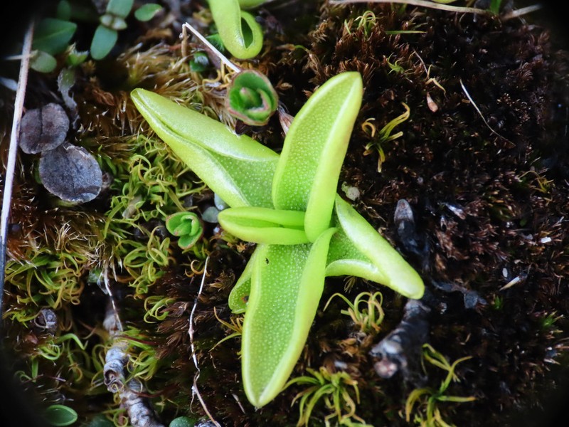 Pinguicula fiorii photo 8