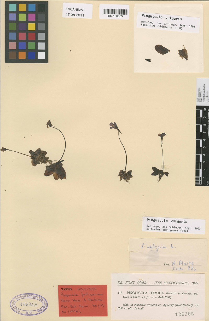 Pinguicula fontiqueriana photo 3