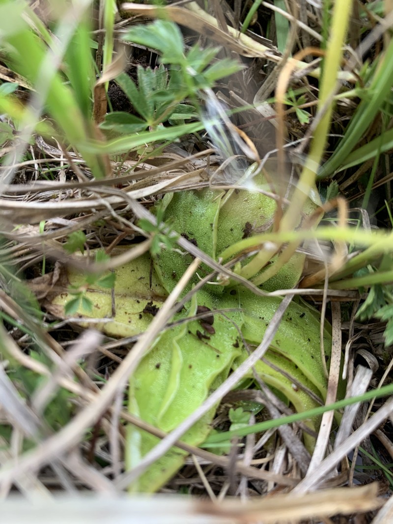 Pinguicula fontiqueriana