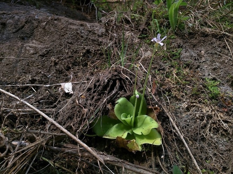 Pinguicula gigantea photo 2