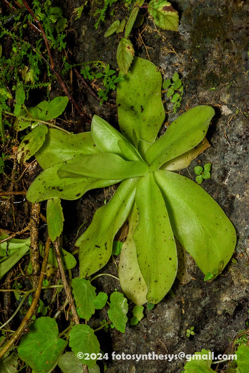 Pinguicula gigantea photo 3