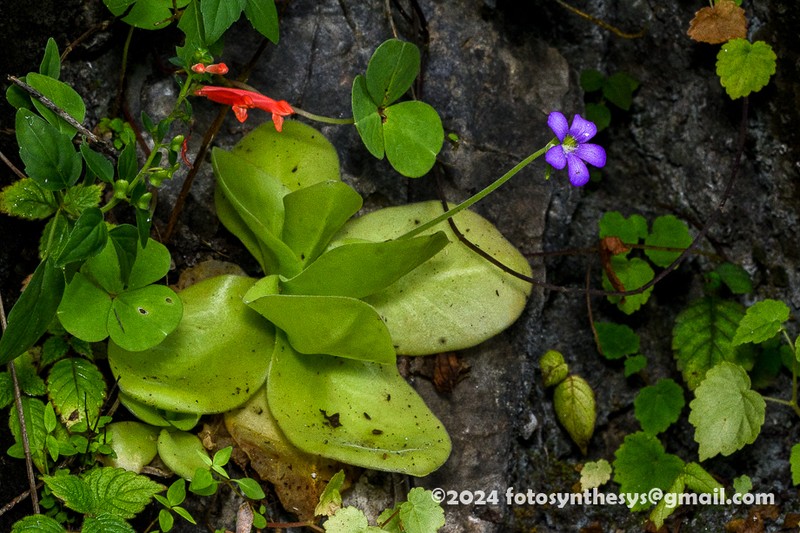 Pinguicula gigantea photo 4