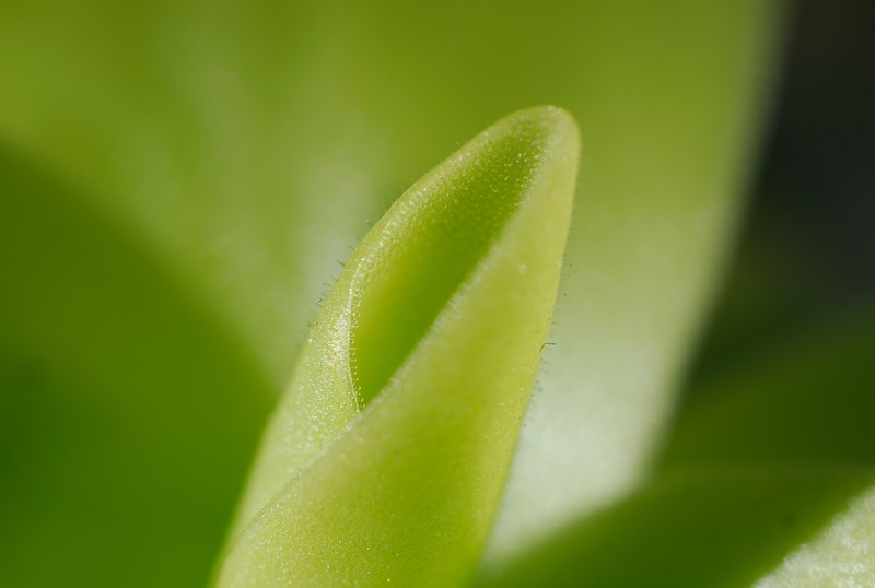 Pinguicula gigantea