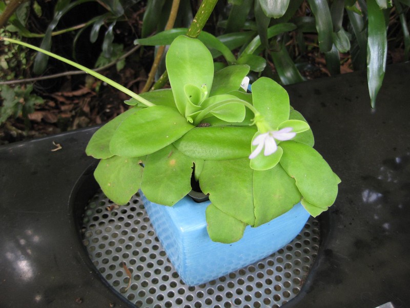 Pinguicula gigantea photo 5