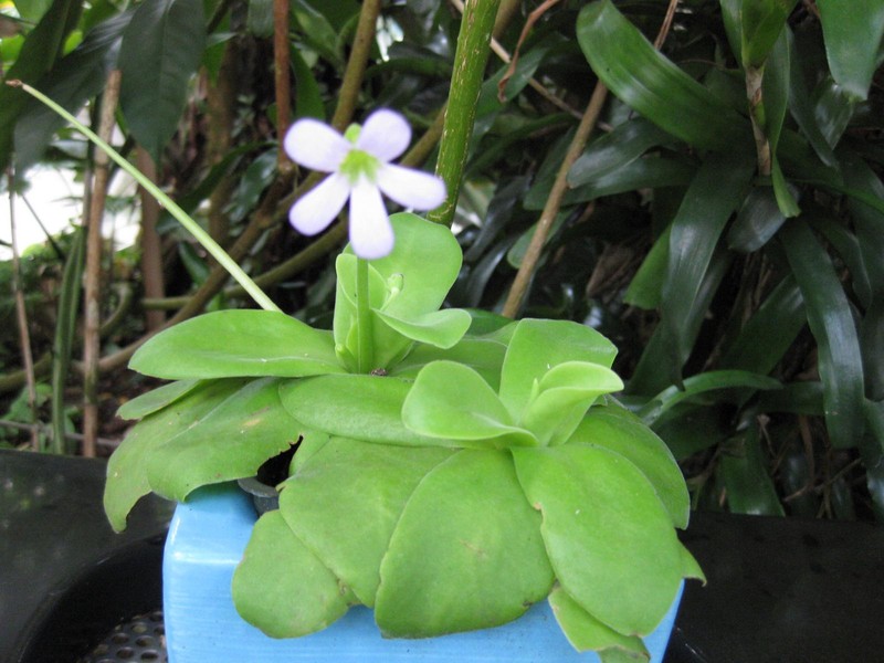 Pinguicula gigantea photo 6