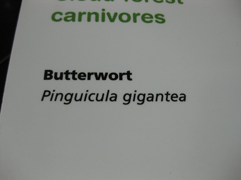 Pinguicula gigantea photo 7