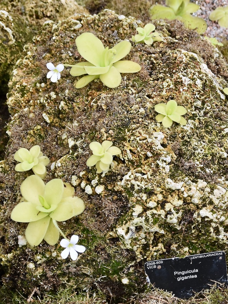 Pinguicula gigantea photo 8