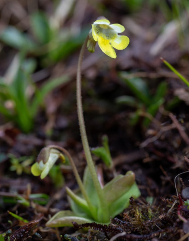 Pinguicula gongshanensis