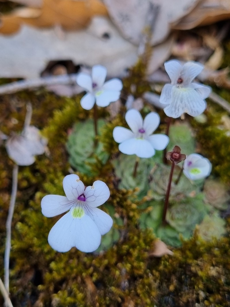Pinguicula gracilis photo 2