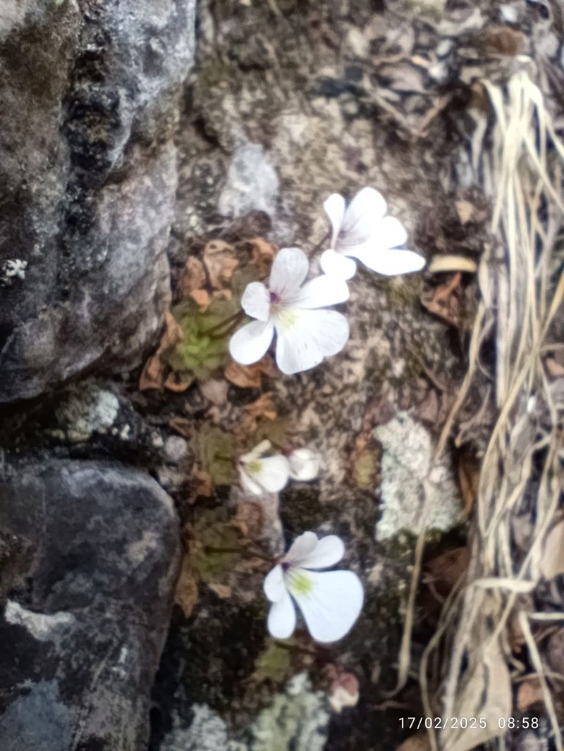 Pinguicula gracilis photo 3