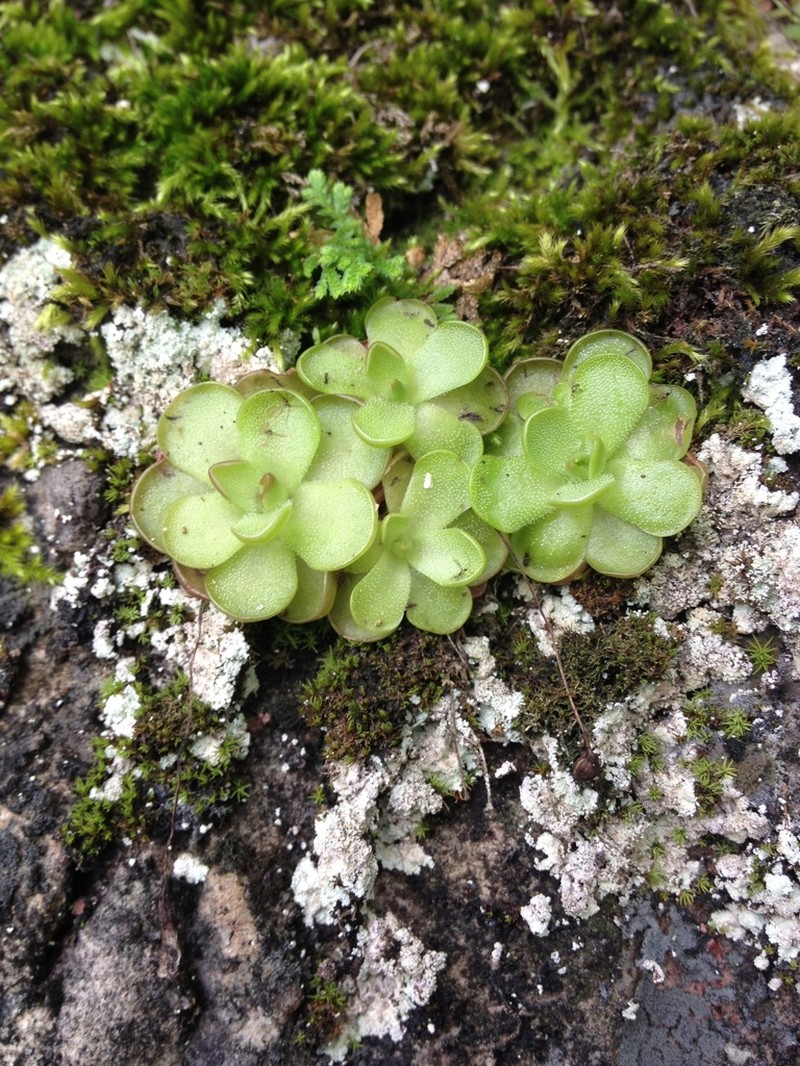 Pinguicula gracilis photo 4