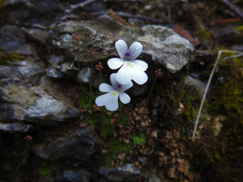 Pinguicula gracilis photo 5