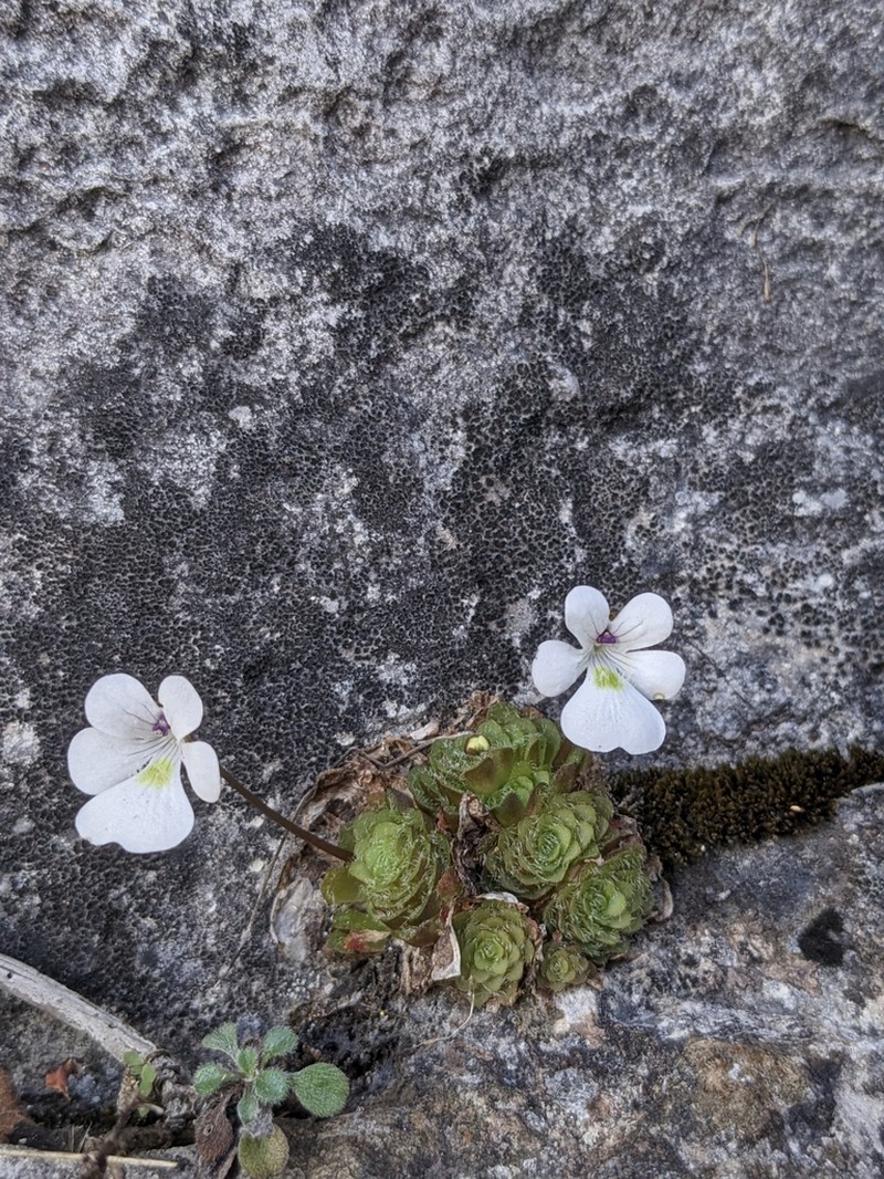 Pinguicula gracilis photo 6