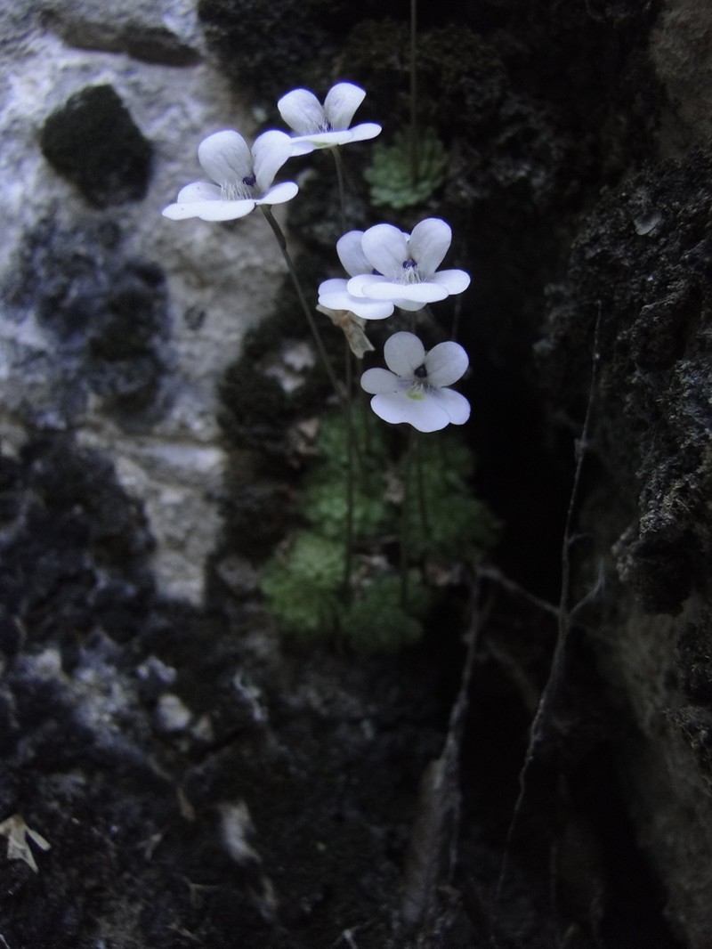Pinguicula gracilis photo 7