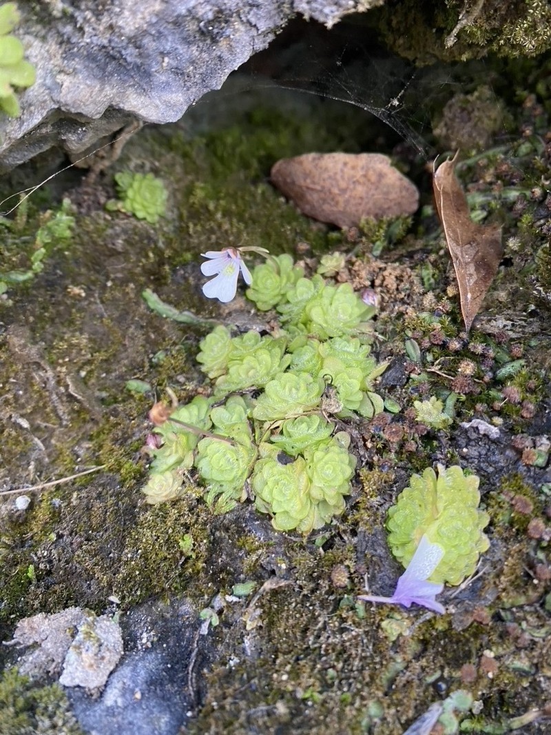 Pinguicula gracilis photo 8