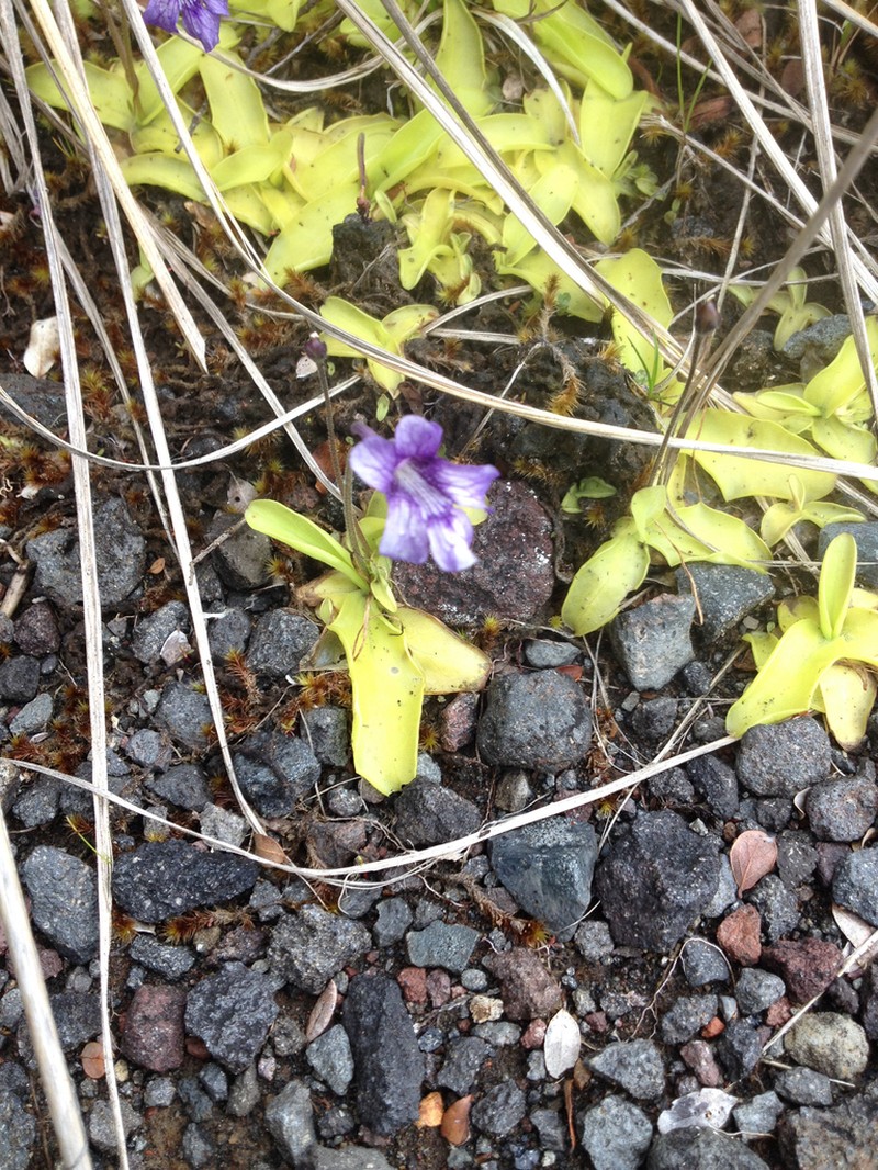 Pinguicula grandiflora photo 2