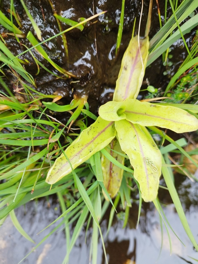 Pinguicula grandiflora photo 3