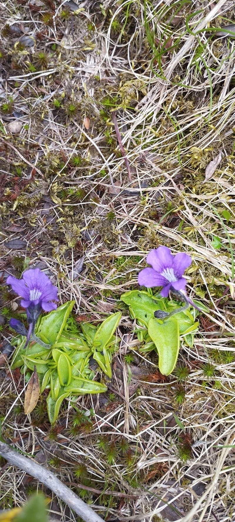 Pinguicula grandiflora photo 5