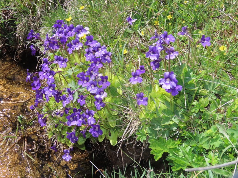 Pinguicula grandiflora photo 6