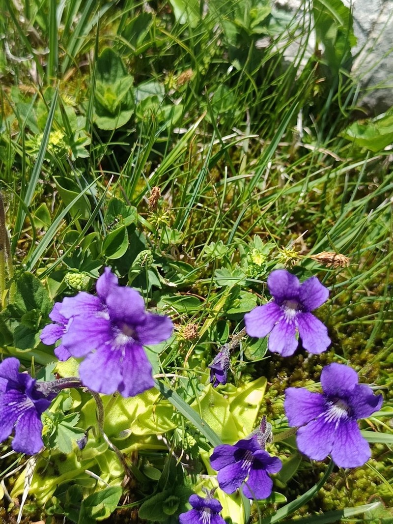 Pinguicula grandiflora photo 7