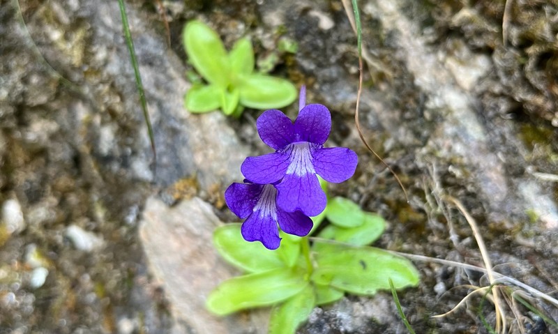 Pinguicula grandiflora subsp. grandiflora