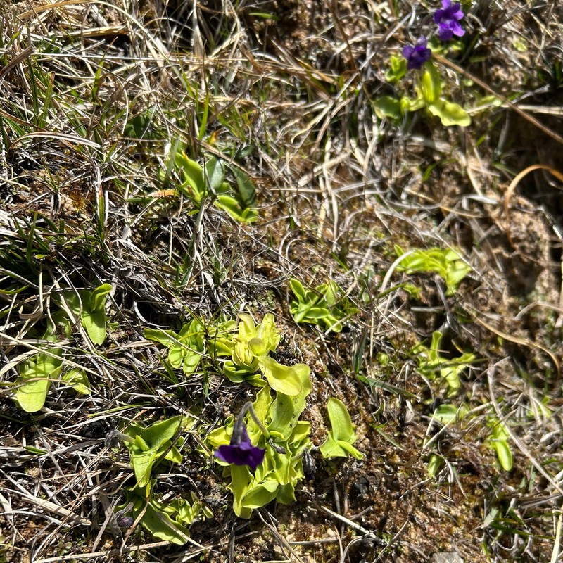Pinguicula grandiflora subsp. grandiflora photo 2