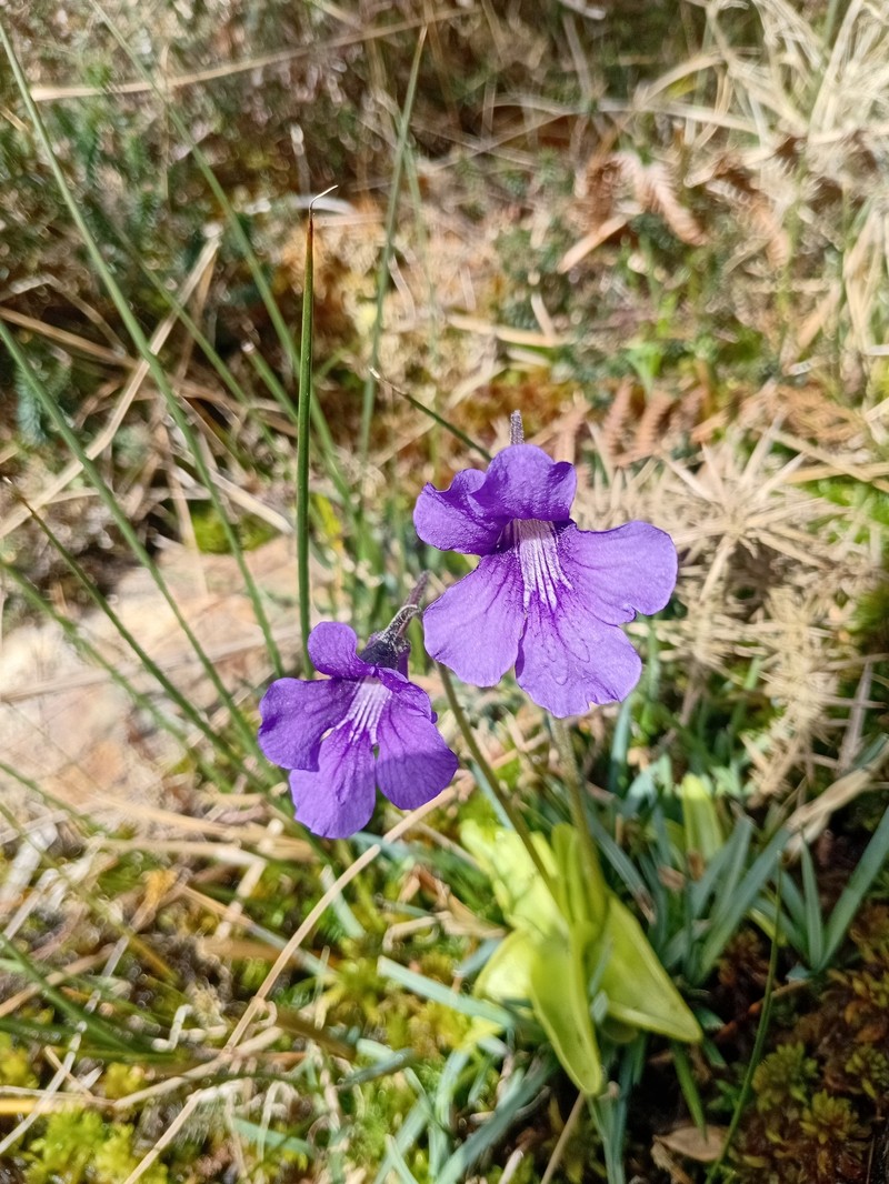 Pinguicula grandiflora subsp. grandiflora photo 3