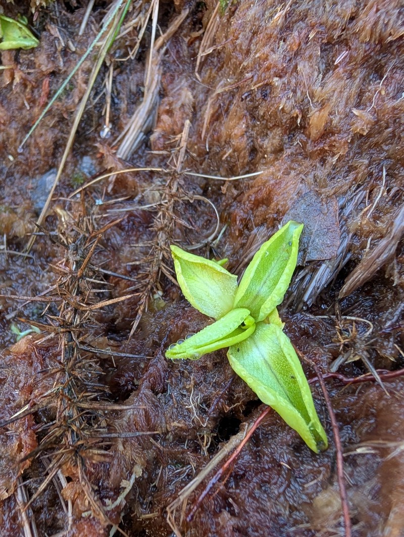 Pinguicula grandiflora subsp. grandiflora photo 4