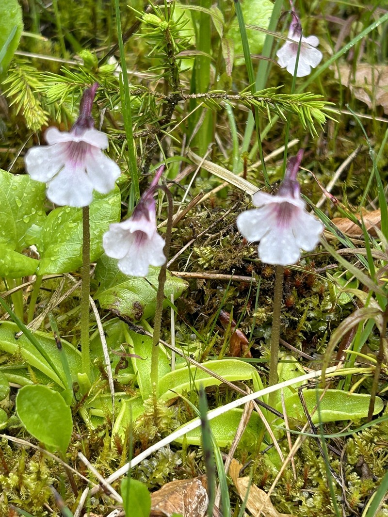 Pinguicula grandiflora subsp. rosea photo 2