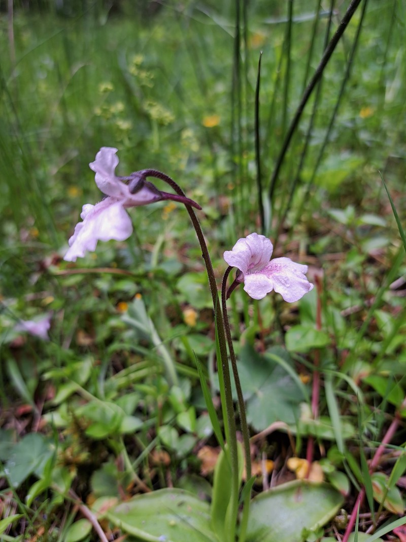 Pinguicula grandiflora subsp. rosea photo 3