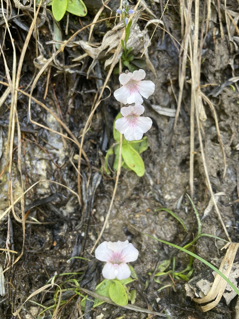 Pinguicula grandiflora subsp. rosea photo 4