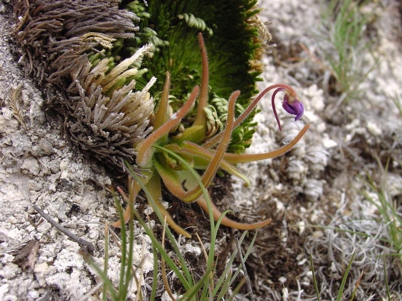 Pinguicula gypsicola