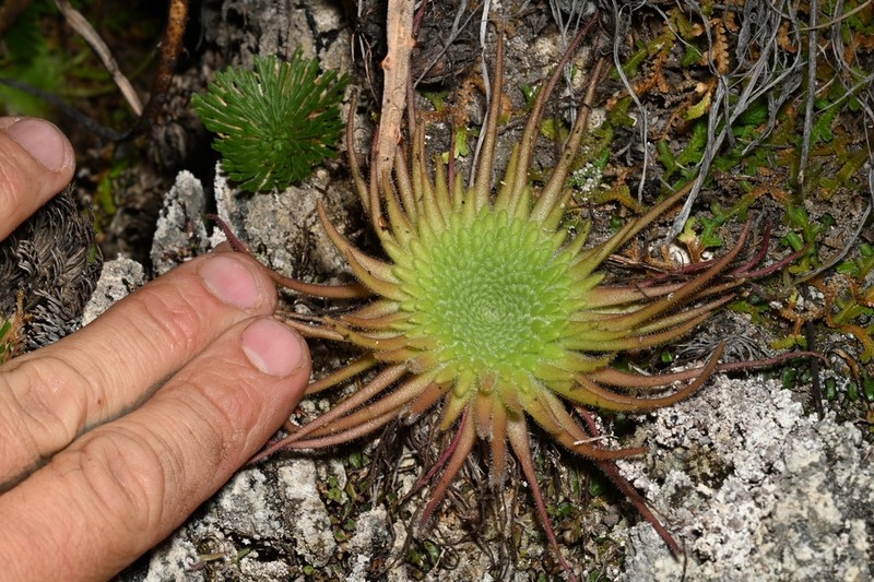 Pinguicula gypsicola photo 2