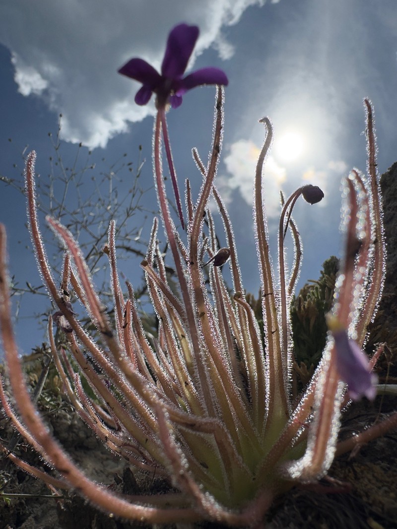 Pinguicula gypsicola photo 3