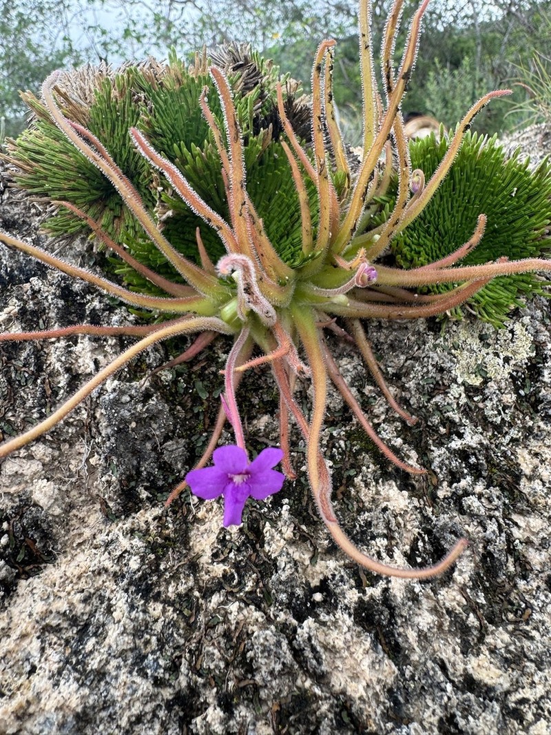 Pinguicula gypsicola photo 4