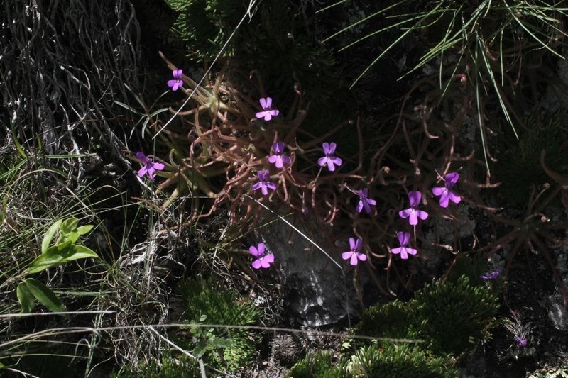 Pinguicula gypsicola photo 5