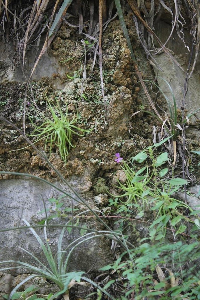 Pinguicula gypsicola photo 6