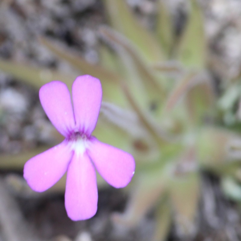 Pinguicula gypsicola photo 7