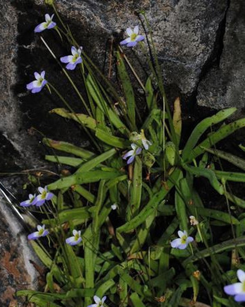 Pinguicula habilii