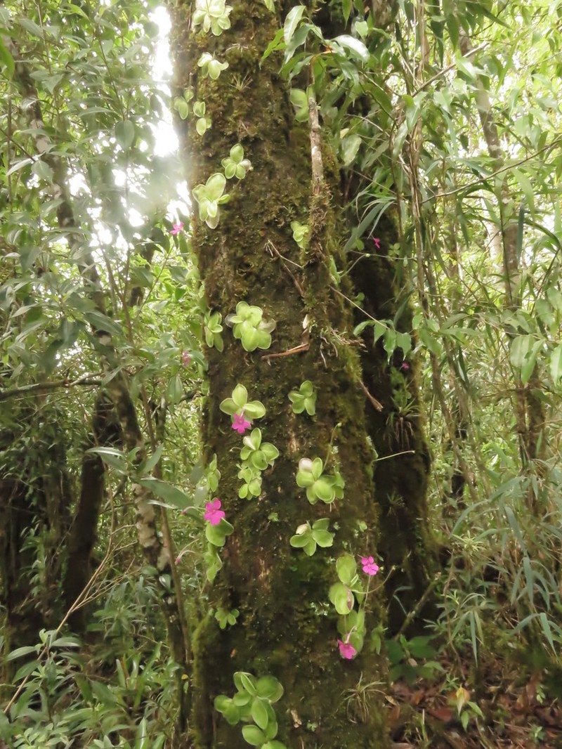 Pinguicula hemiepiphytica