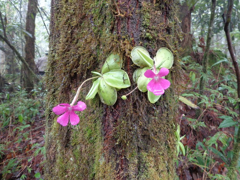 Pinguicula hemiepiphytica photo 2