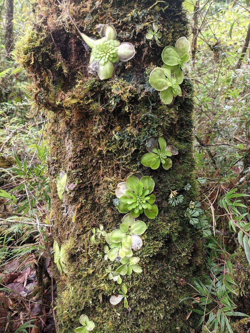 Pinguicula hemiepiphytica photo 3
