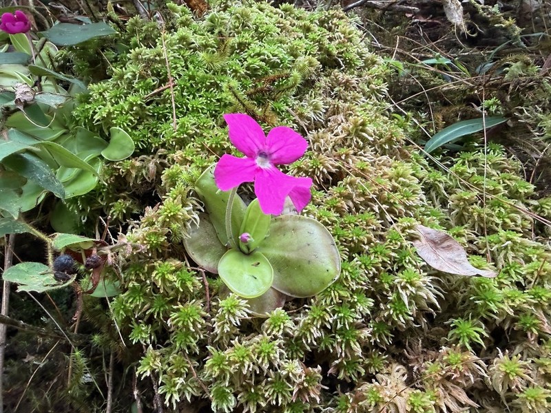 Pinguicula hemiepiphytica photo 4
