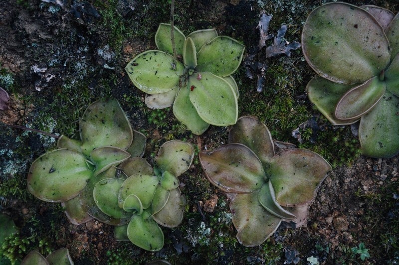 Pinguicula hemiepiphytica photo 5