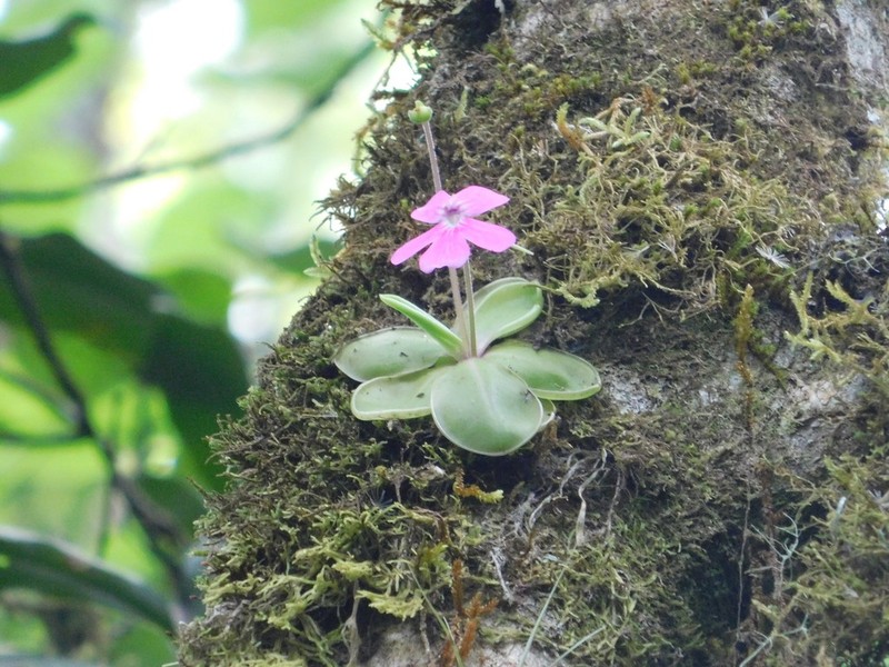 Pinguicula hemiepiphytica photo 6