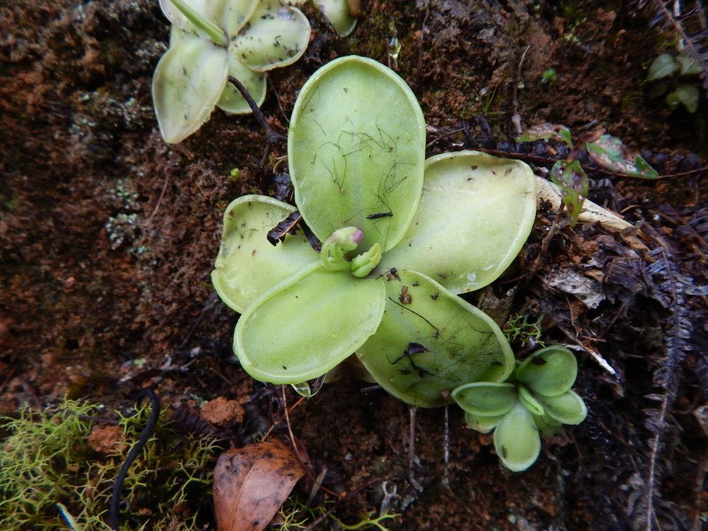 Pinguicula hemiepiphytica photo 7