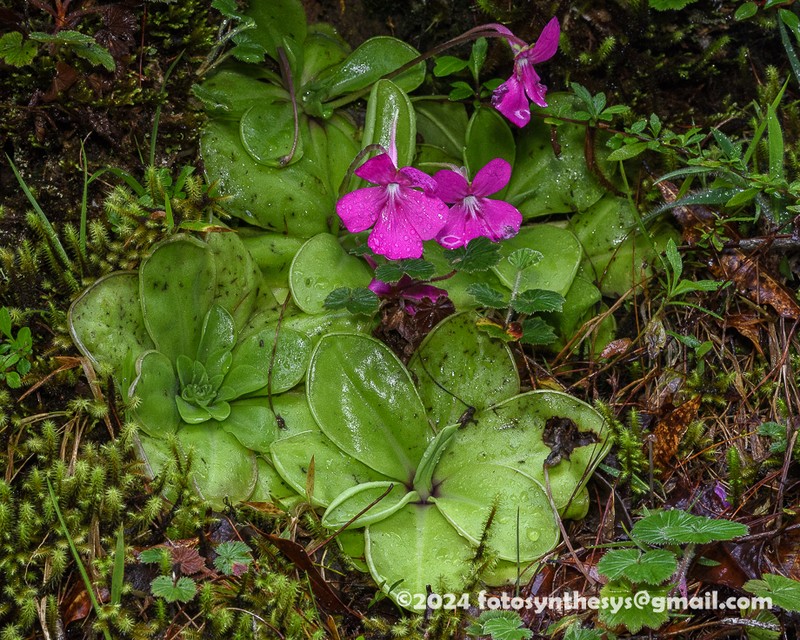 Pinguicula hemiepiphytica photo 8