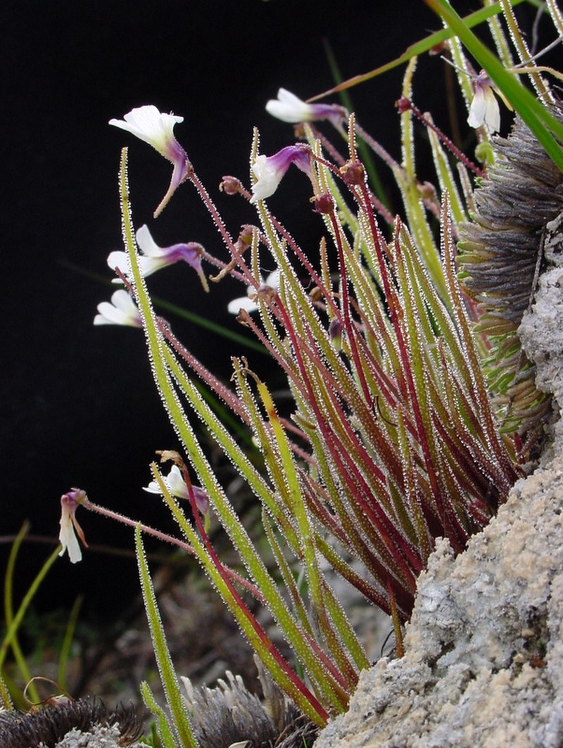 Pinguicula heterophylla