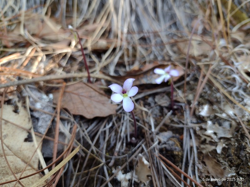 Pinguicula heterophylla photo 2