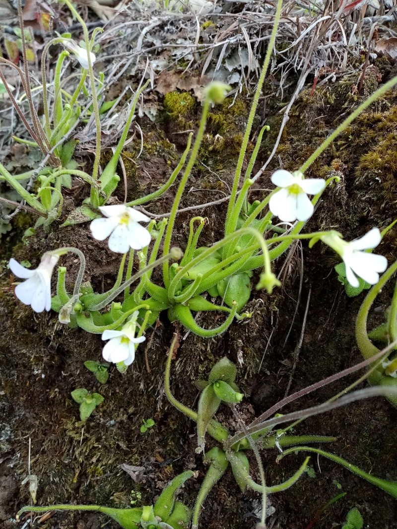 Pinguicula heterophylla photo 3